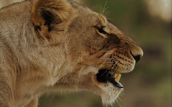 Maasai Mara National Reserve lioness Animal lion HD Desktop Wallpaper | Background Image