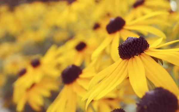 yellow flower nature black-eyed susan HD Desktop Wallpaper | Background Image
