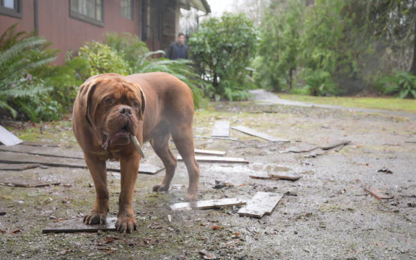 TV Show Turner & Hooch HD Desktop Wallpaper | Background Image