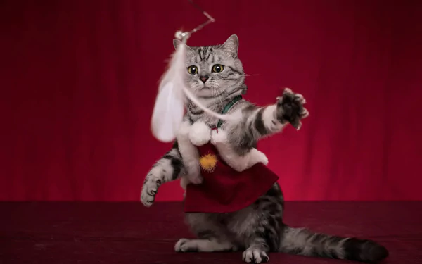 costume tabby cat Animal cat HD Desktop Wallpaper | Background Image