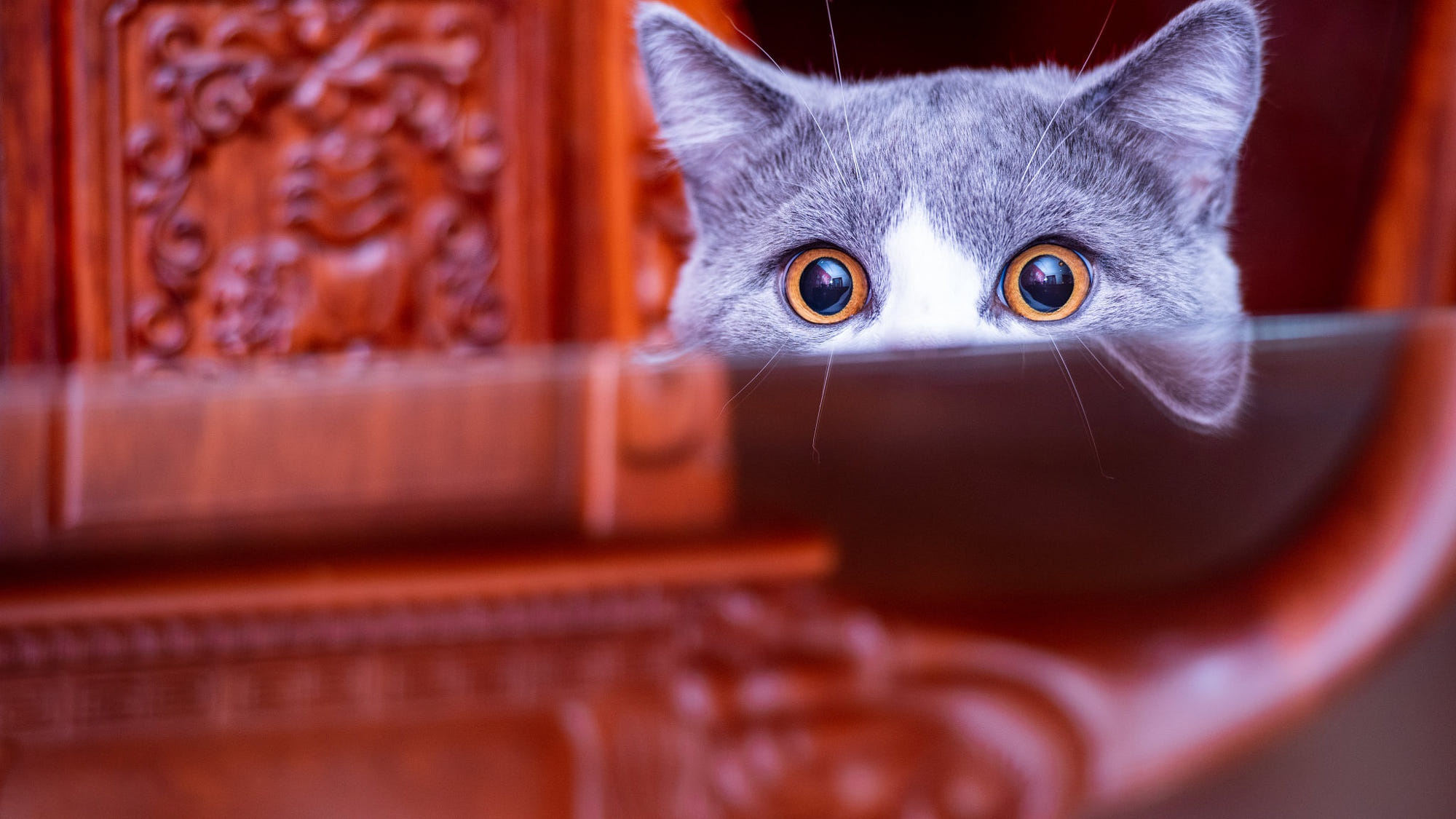 Download Stare Animal Cat HD Wallpaper