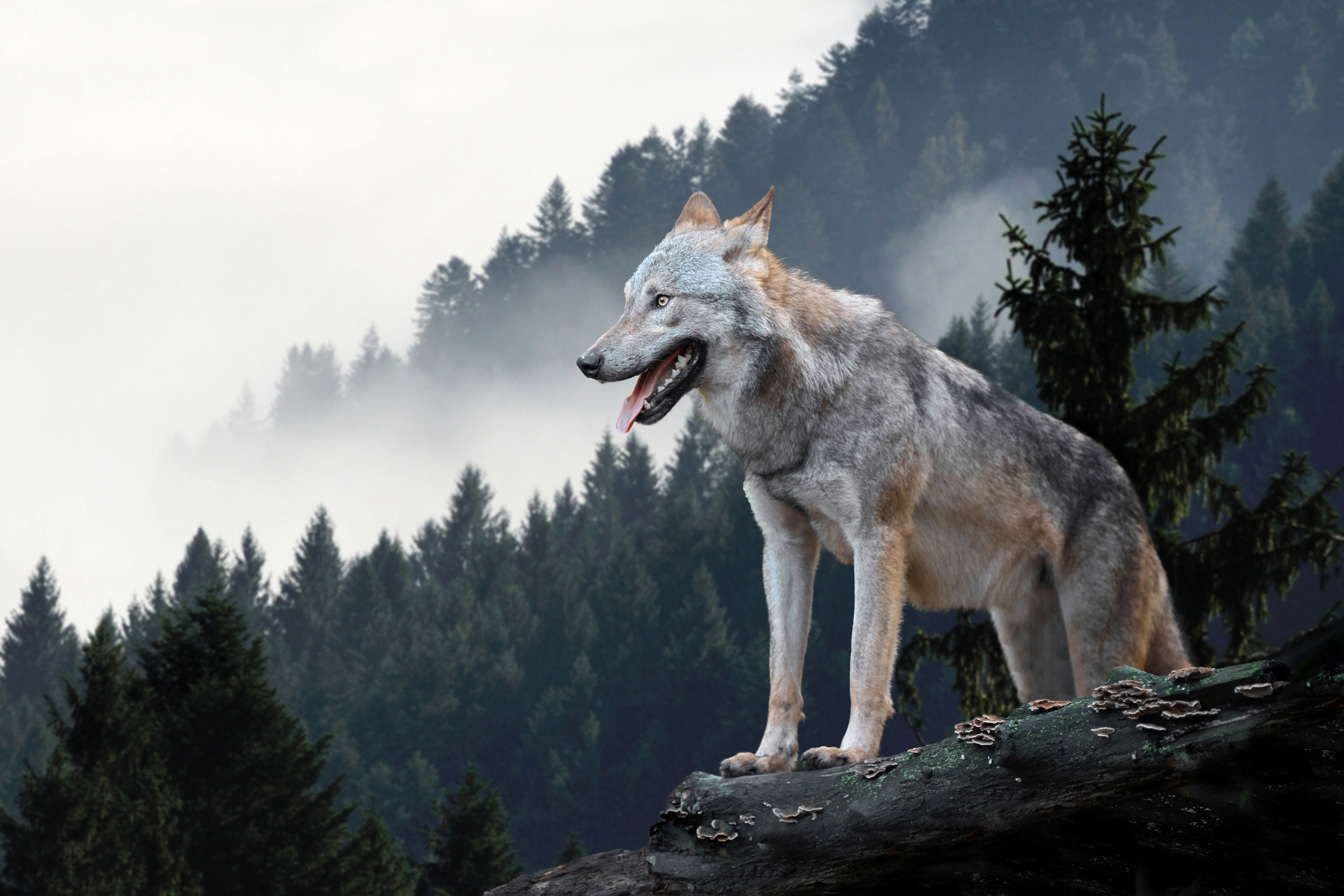 Wolf. Курт Вулф. Волк. Волк в лесу. Волк обои.