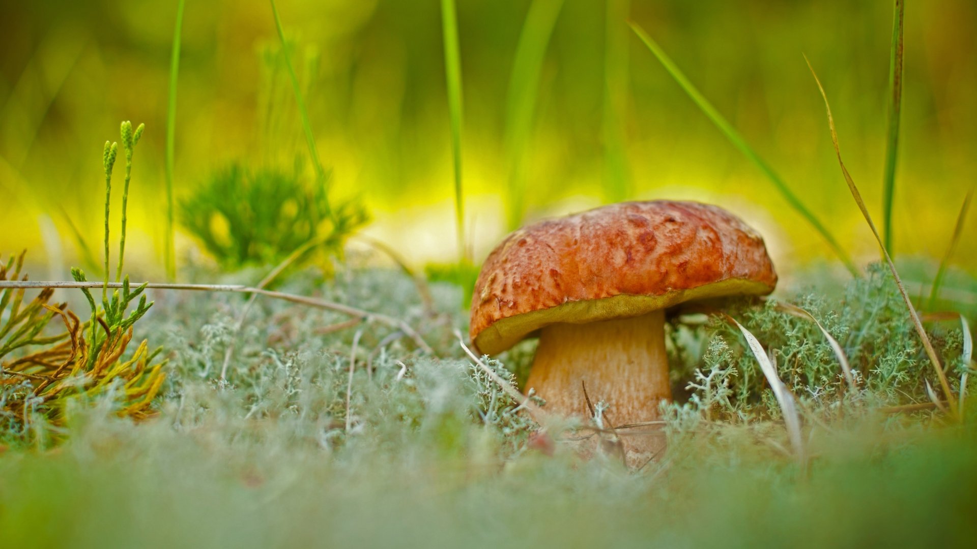 Download Nature Mushroom 4k Ultra HD Wallpaper by Vnosokin