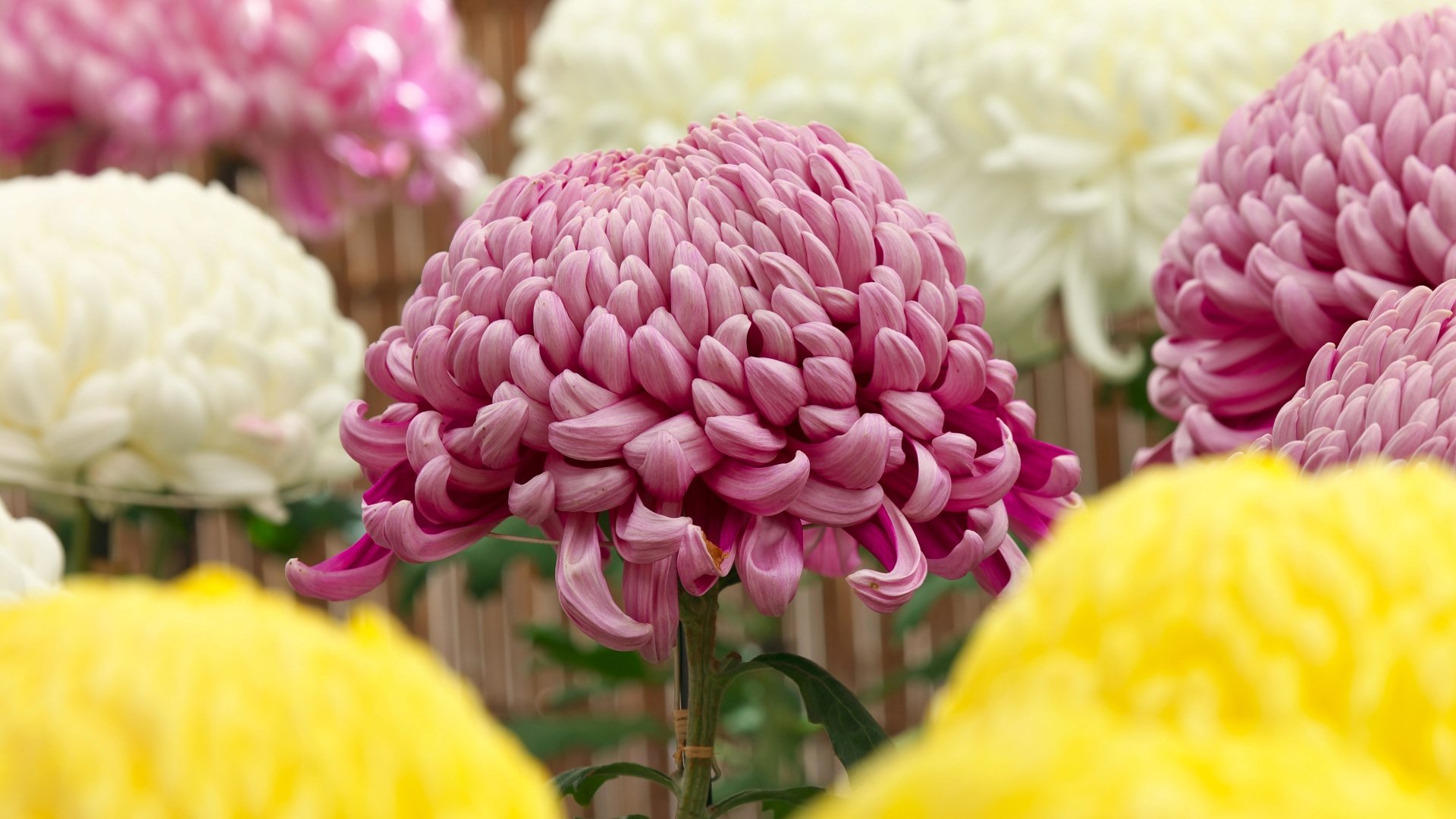 Download Flower Nature Chrysanthemum 4k Ultra HD Wallpaper by Juan-Carlos Munoz