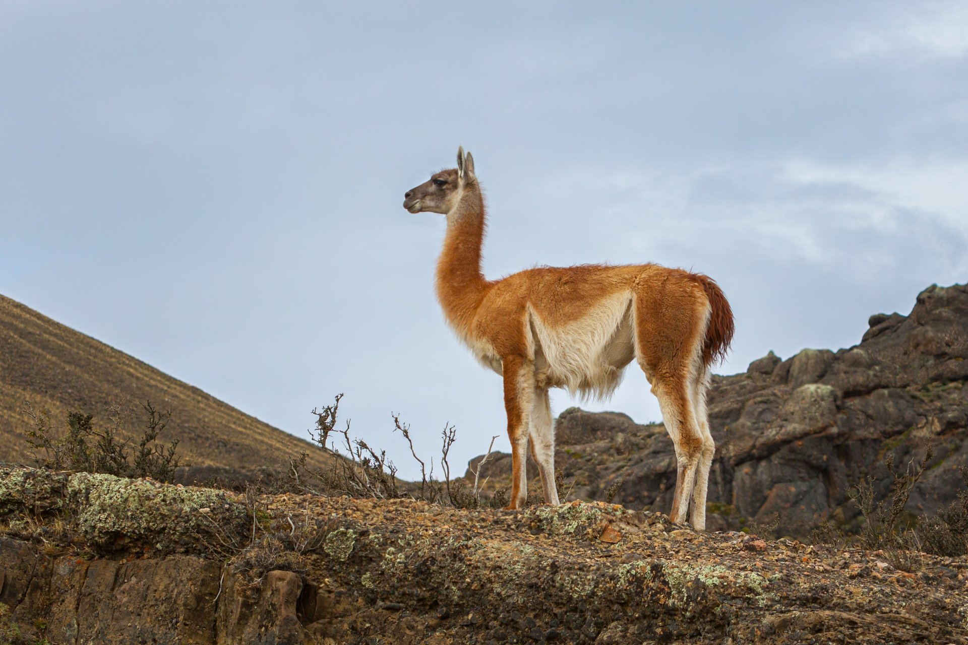 Guanaco HD Wallpapers and Backgrounds