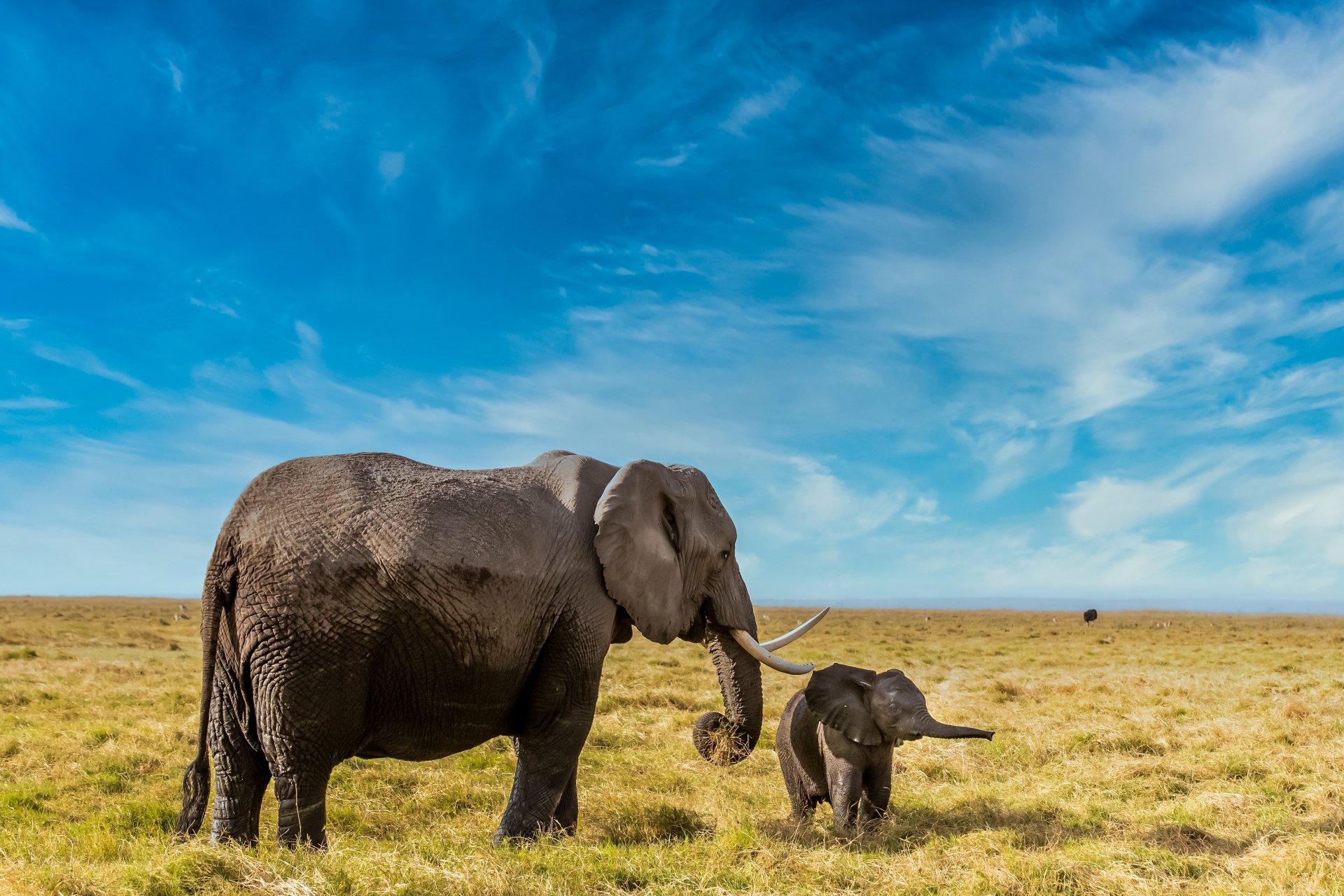 A baby African bush elephant and an adult stand together on the savanna under a bright blue sky, captured in stunning 4K Ultra HD detail.