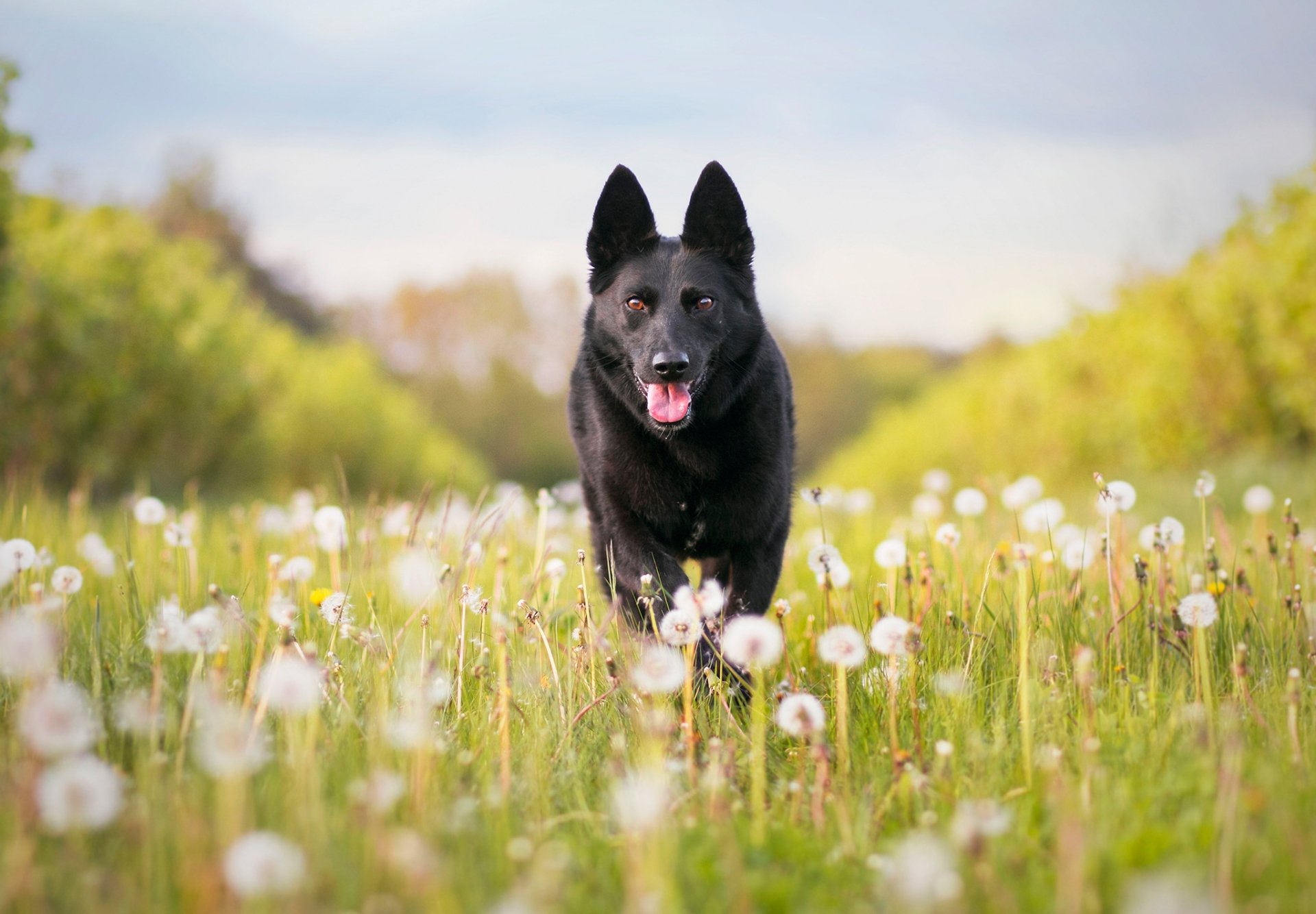 Download Dandelion Dog Animal German Shepherd HD Wallpaper