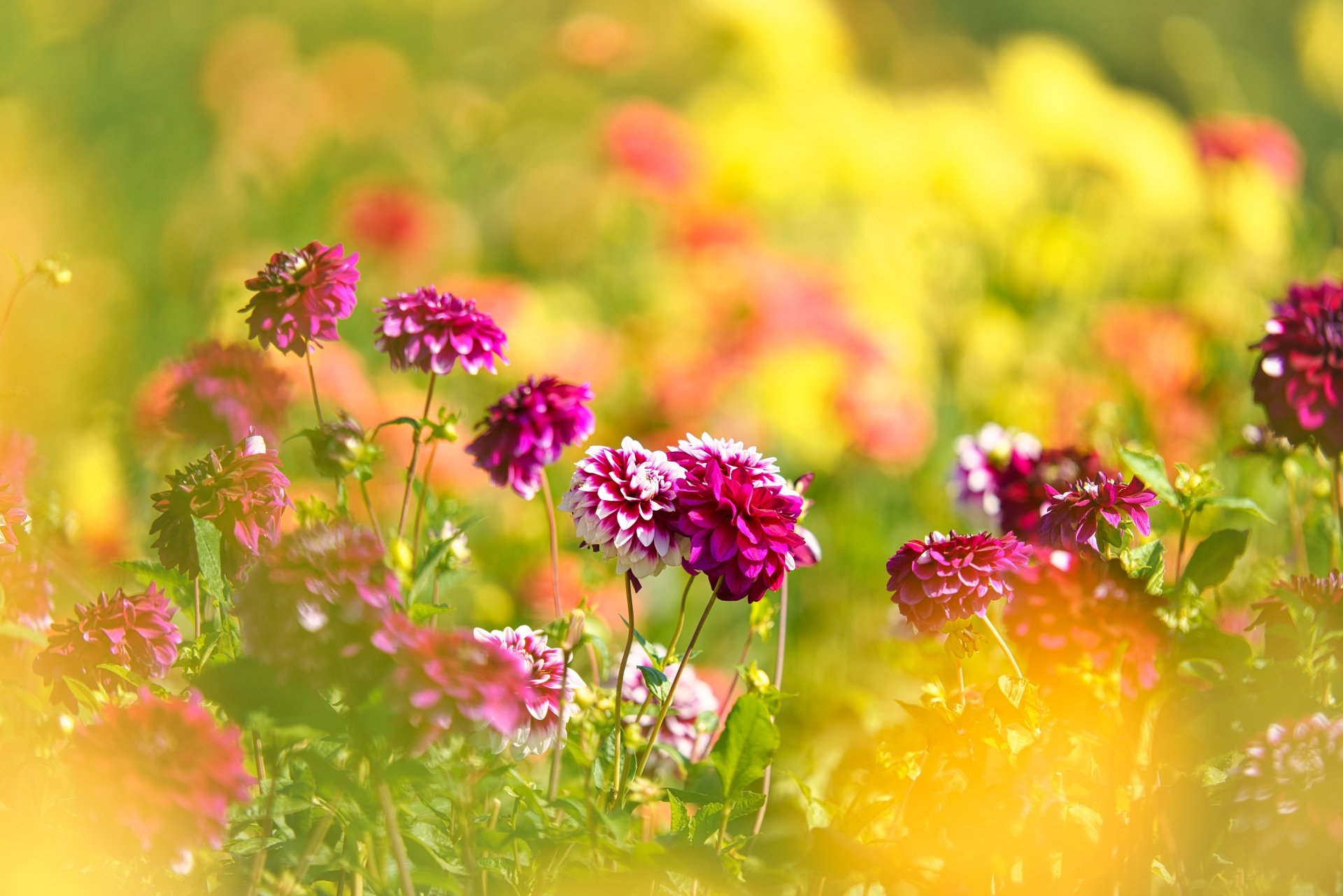 Download Purple Flower Nature Dahlia 8k Ultra HD Wallpaper