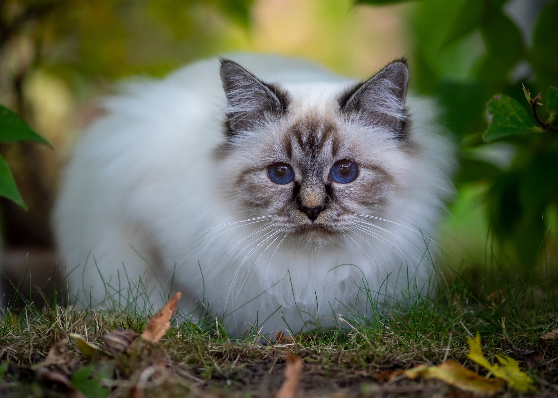 Download Ragdoll Animal Cat 4k Ultra HD Wallpaper