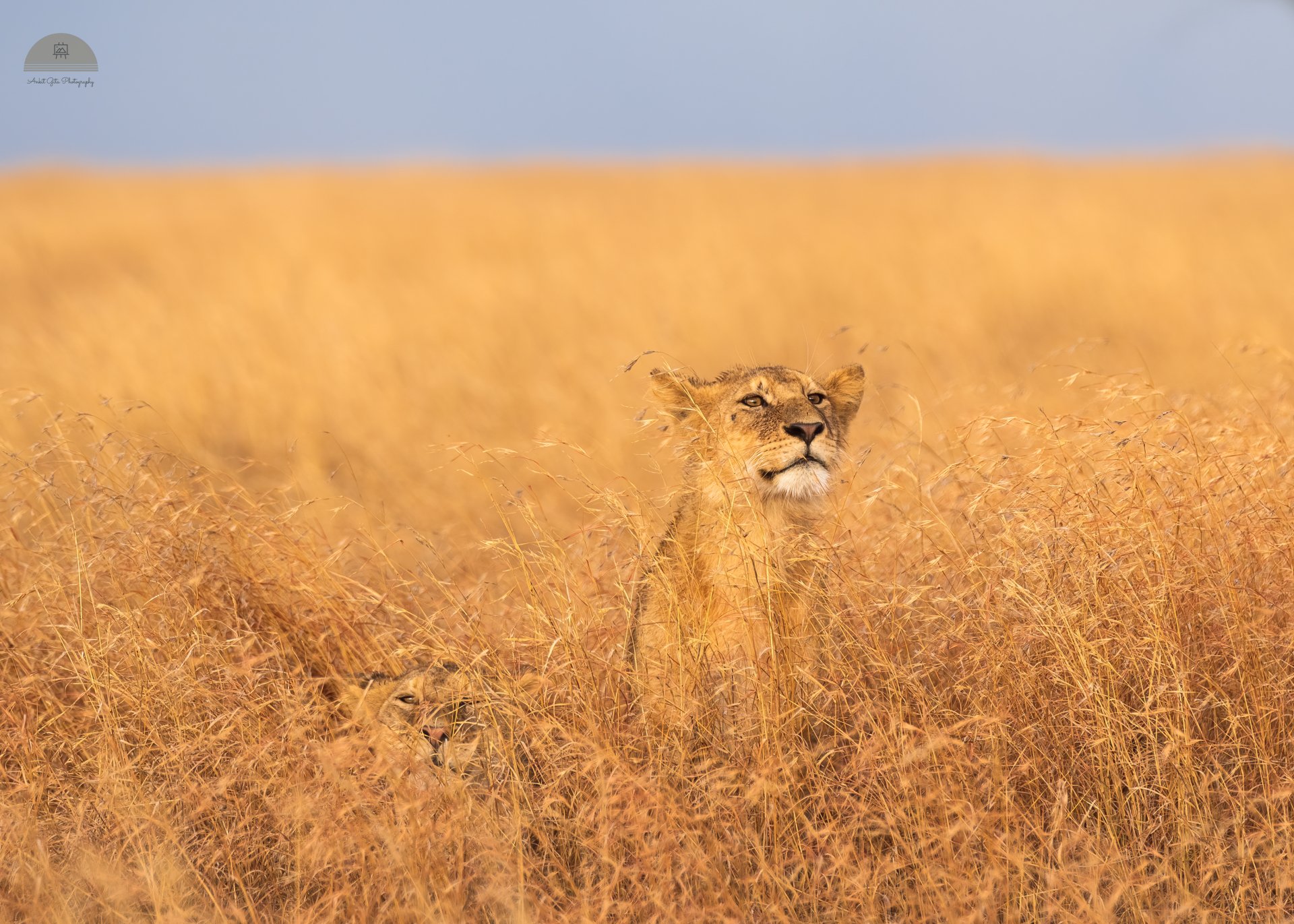 Download Serengeti National Park Africa Tanzania Animal Lion 4k Ultra HD Wallpaper by Ankit Gita
