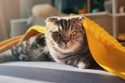 cat Animal Scottish Fold HD Desktop Wallpaper | Background Image