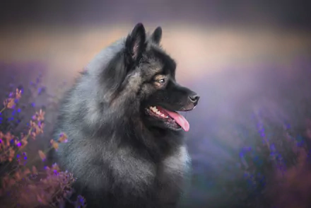 baby animal dog finnish lapphund Animal puppy HD Desktop Wallpaper | Background Image
