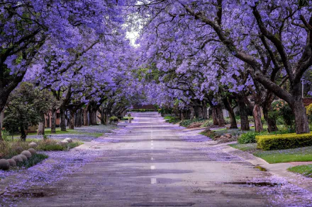 tree-lined blossom man made road HD Desktop Wallpaper | Background Image