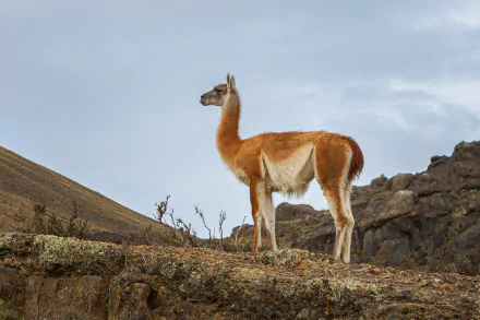Animal Guanaco HD Desktop Wallpaper | Background Image