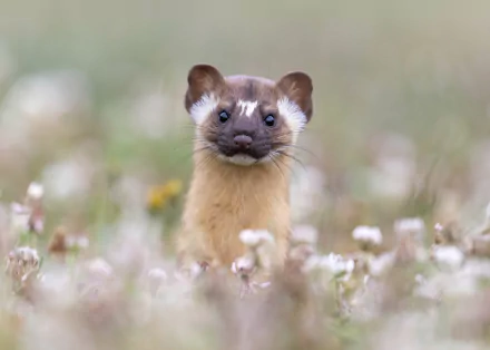 Animal marten HD Desktop Wallpaper | Background Image