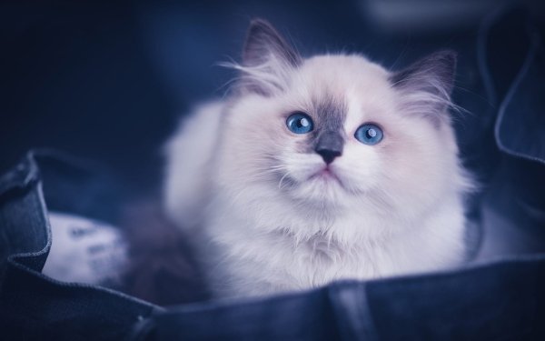 Animal Cat Cats HD Wallpaper | Background Image