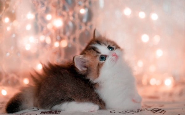 Animal Cat Cats Kitten Baby Animal HD Wallpaper | Background Image