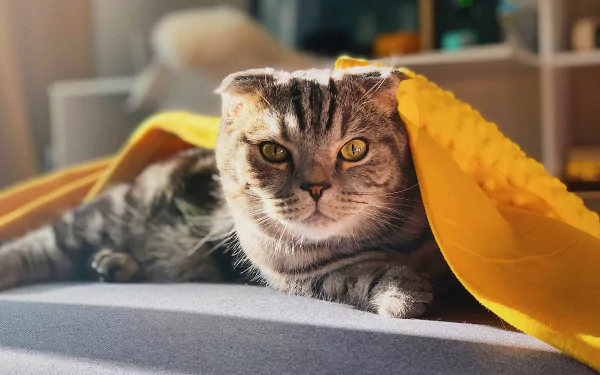 cat Animal Scottish Fold HD Desktop Wallpaper | Background Image