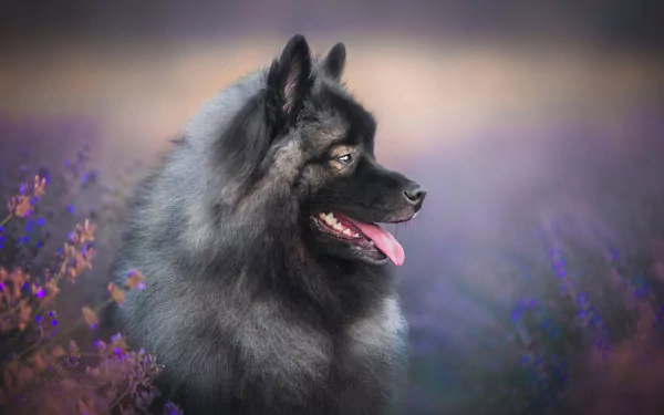baby animal dog finnish lapphund Animal puppy HD Desktop Wallpaper | Background Image