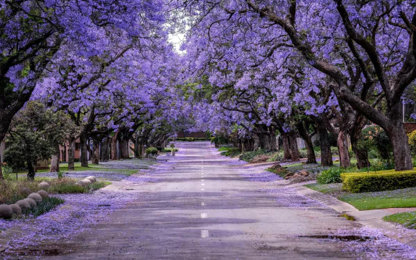 tree-lined blossom man made road HD Desktop Wallpaper | Background Image