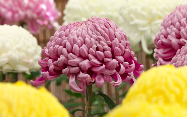 flower nature chrysanthemum HD Desktop Wallpaper | Background Image