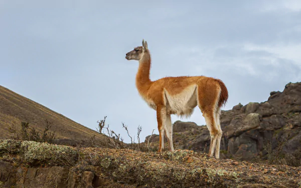 Animal Guanaco HD Desktop Wallpaper | Background Image