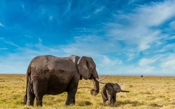 A baby African bush elephant and an adult stand together on the savanna under a bright blue sky, captured in stunning 4K Ultra HD detail.
