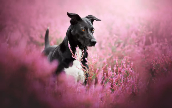 heather Animal dog Black Dog HD Desktop Wallpaper | Background Image