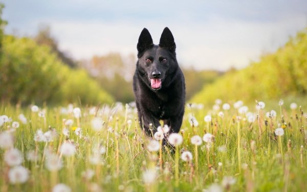 Animal German Shepherd Dogs Dog Dandelion HD Wallpaper | Background Image