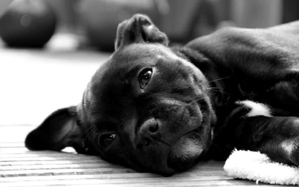 Close-up black and white 4K Ultra HD wallpaper of a Staffordshire Bull Terrier dog lying down, showcasing its calm expression and smooth coat.