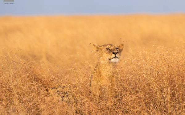  Two Brothers by Ankit Gita