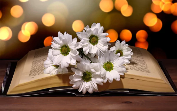 white flower man made book HD Desktop Wallpaper | Background Image