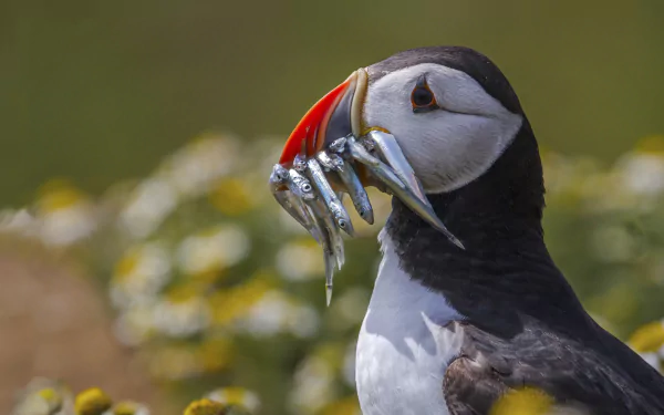 Animal puffin HD Desktop Wallpaper | Background Image