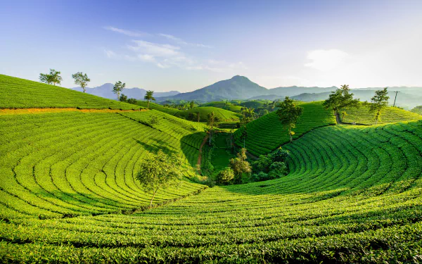 greenery man made tea plantation HD Desktop Wallpaper | Background Image