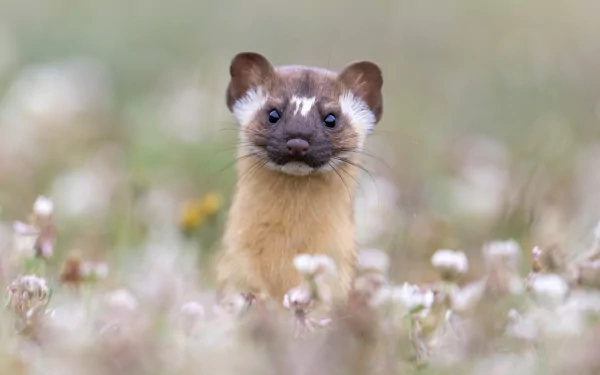 Close-up of a marten standing among flowers in a 4K Ultra HD PC desktop wallpaper and background.