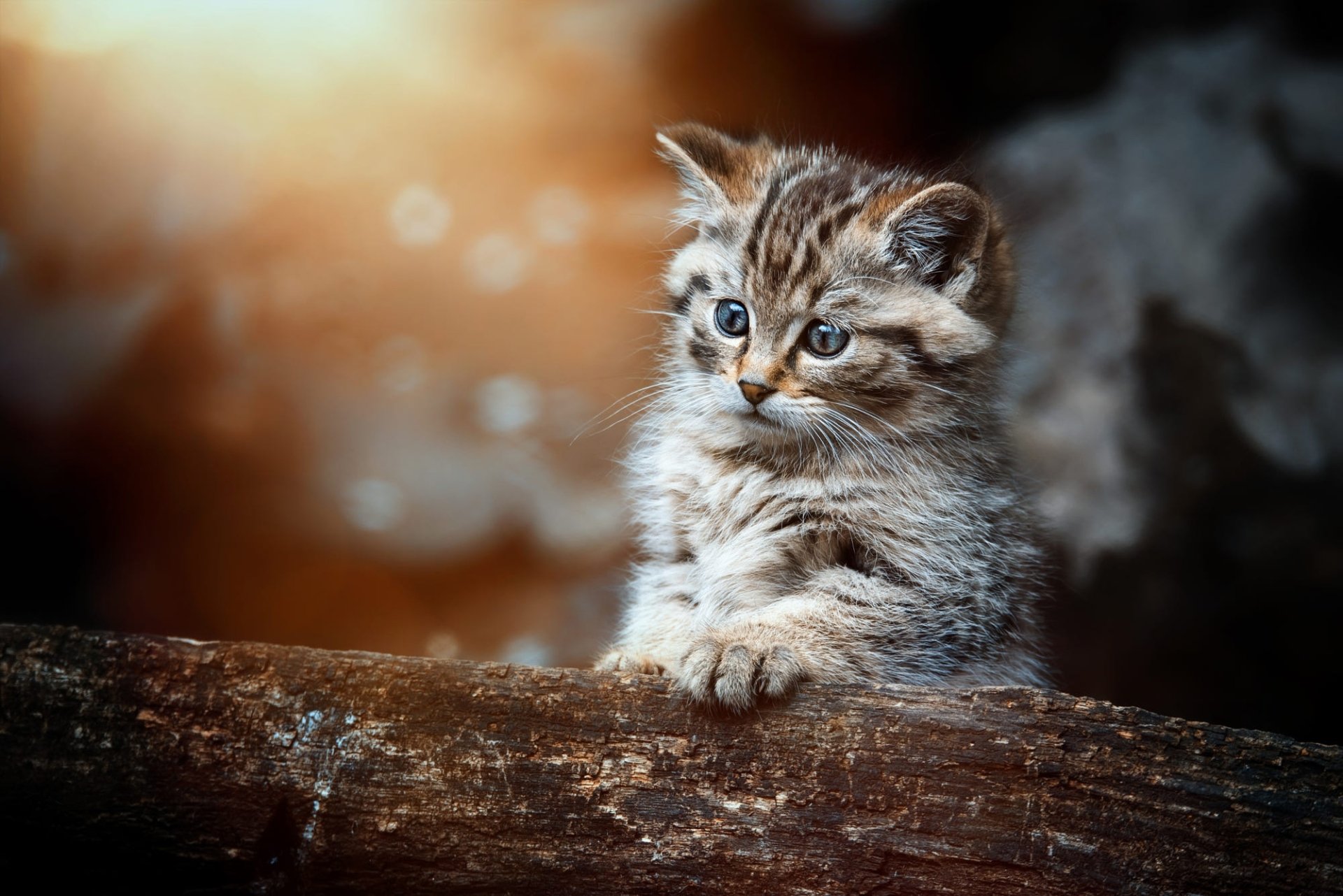 Download Baby Animal Kitten Animal Cat HD Wallpaper