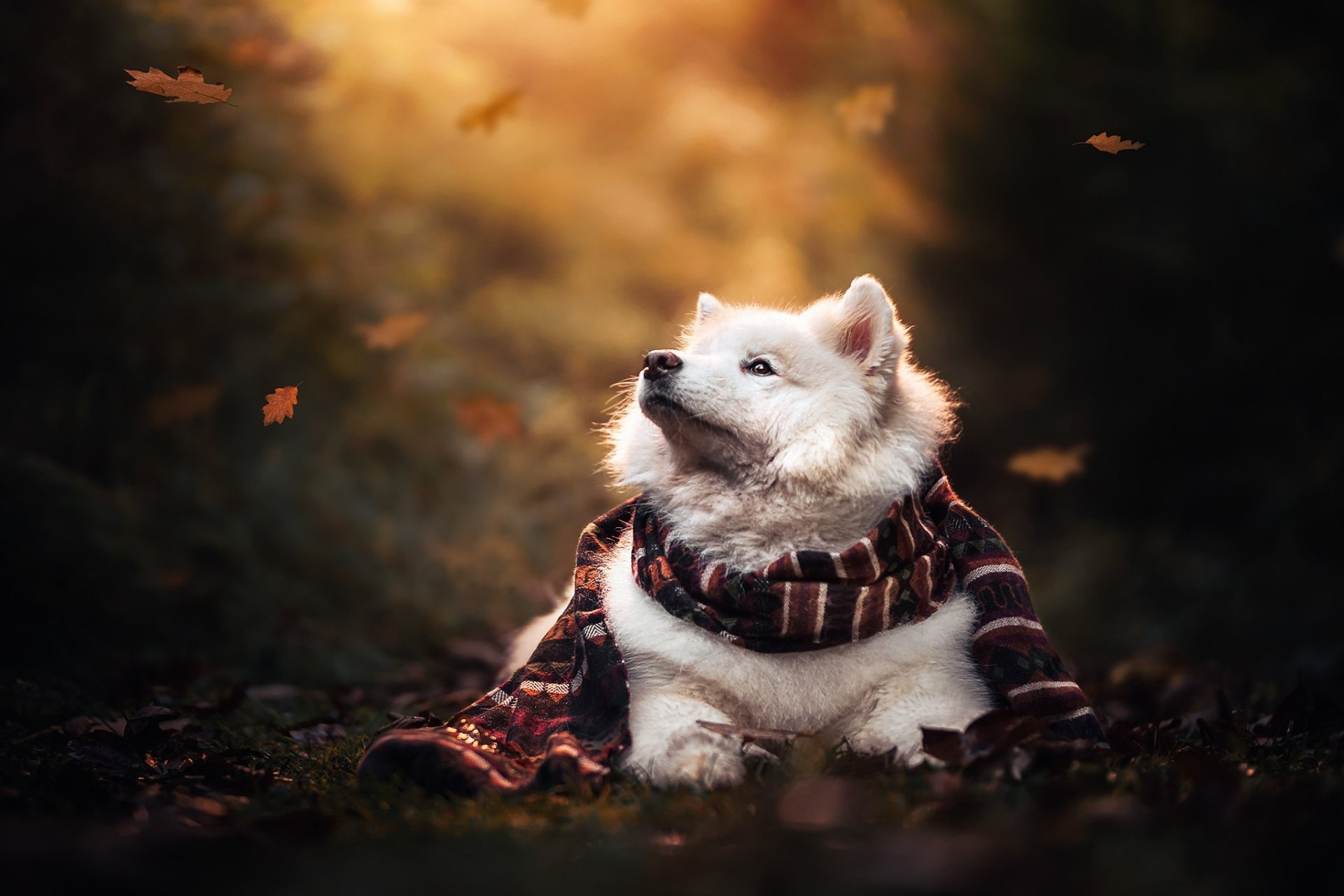 HD PC desktop wallpaper/background — fluffy white Samoyed wearing a striped scarf, sitting among autumn leaves with warm golden light and soft bokeh.