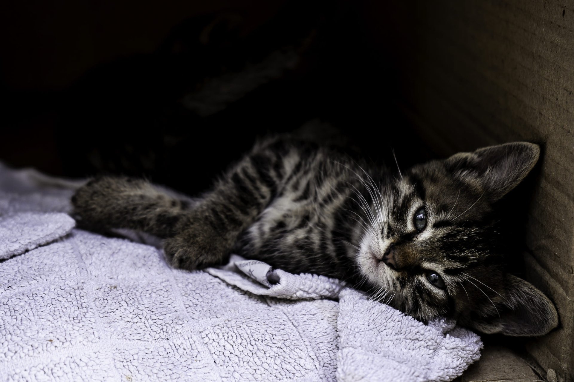 Download Baby Animal Tabby Cat Kitten Animal Cat HD Wallpaper