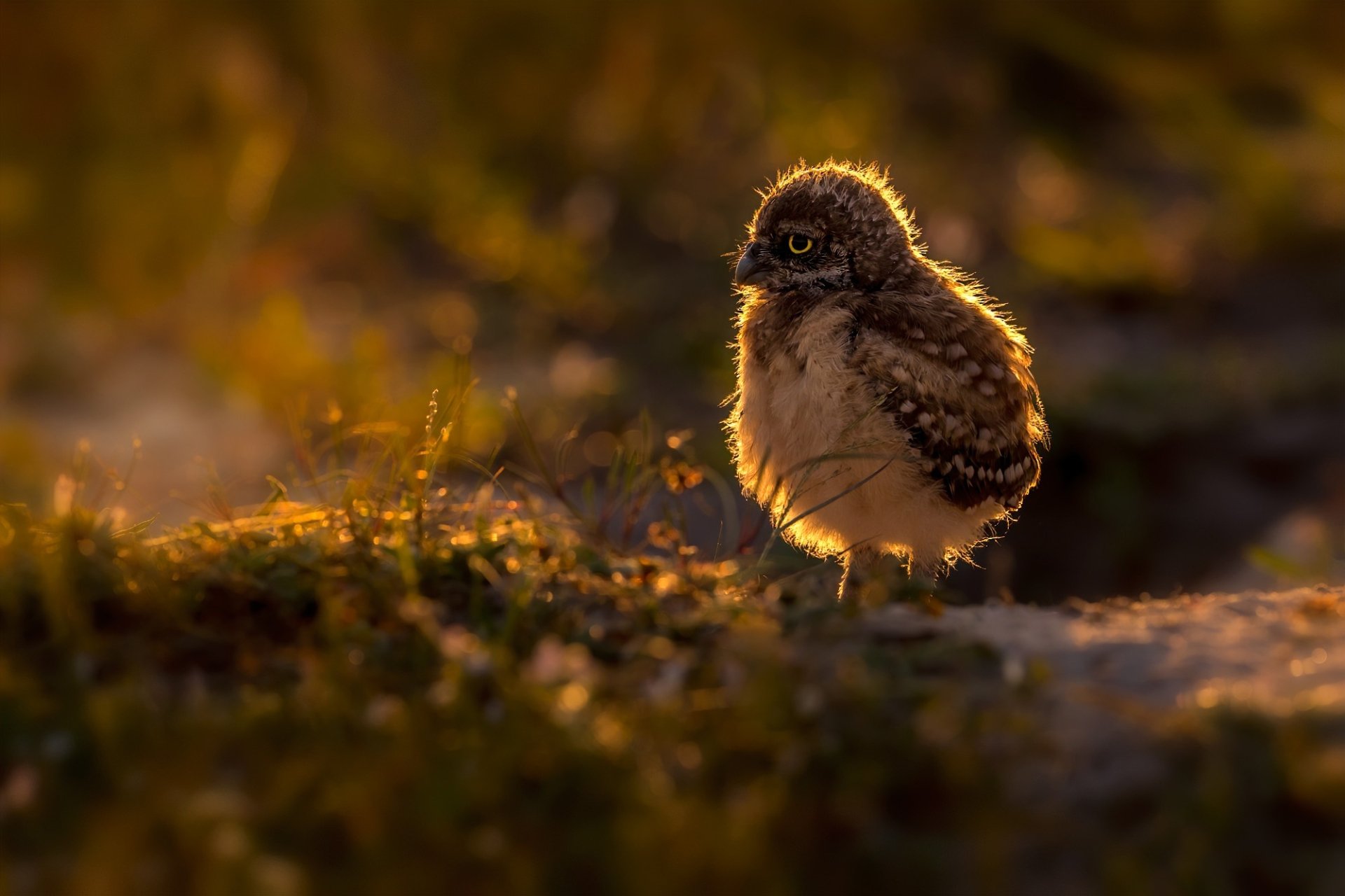 HD PC desktop wallpaper and background: a fluffy baby owlet (owl) perched on mossy ground, bathed in warm golden backlight — a tender animal portrait.