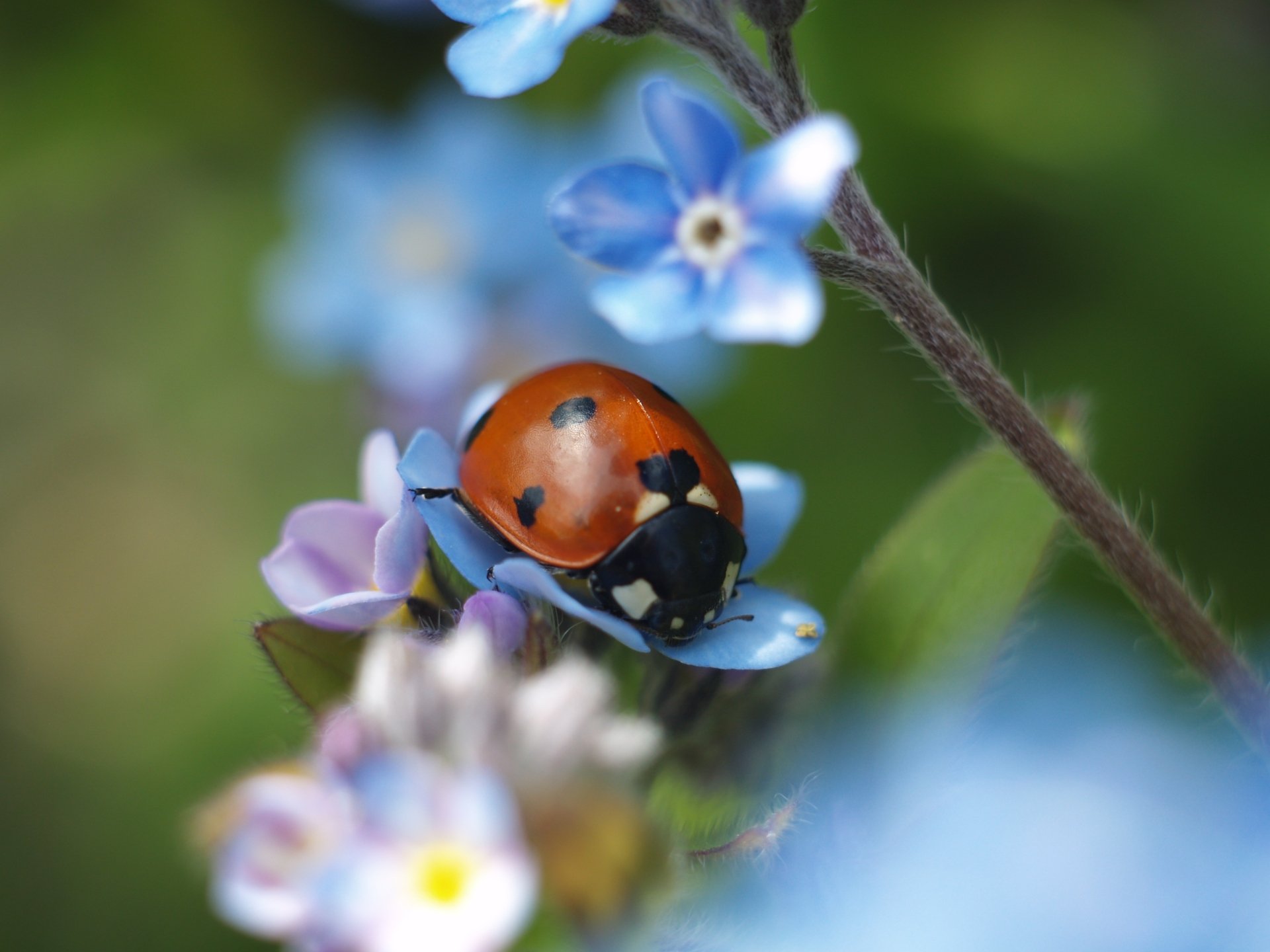 Download Macro Insect Animal Ladybug HD Wallpaper | 3264x2448 ...