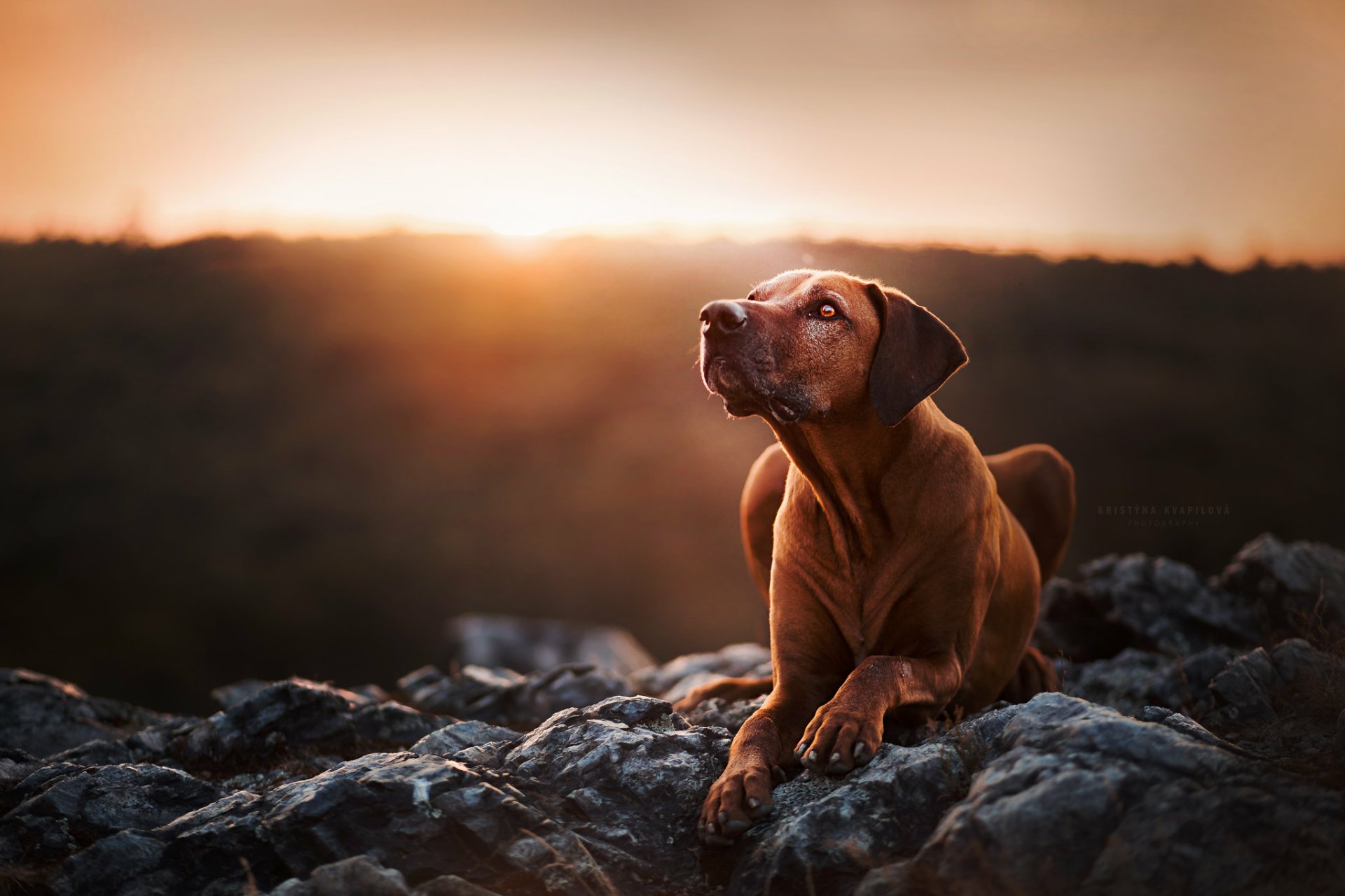 Download Animal Rhodesian Ridgeback HD Wallpaper by Kristýna Kvapilová