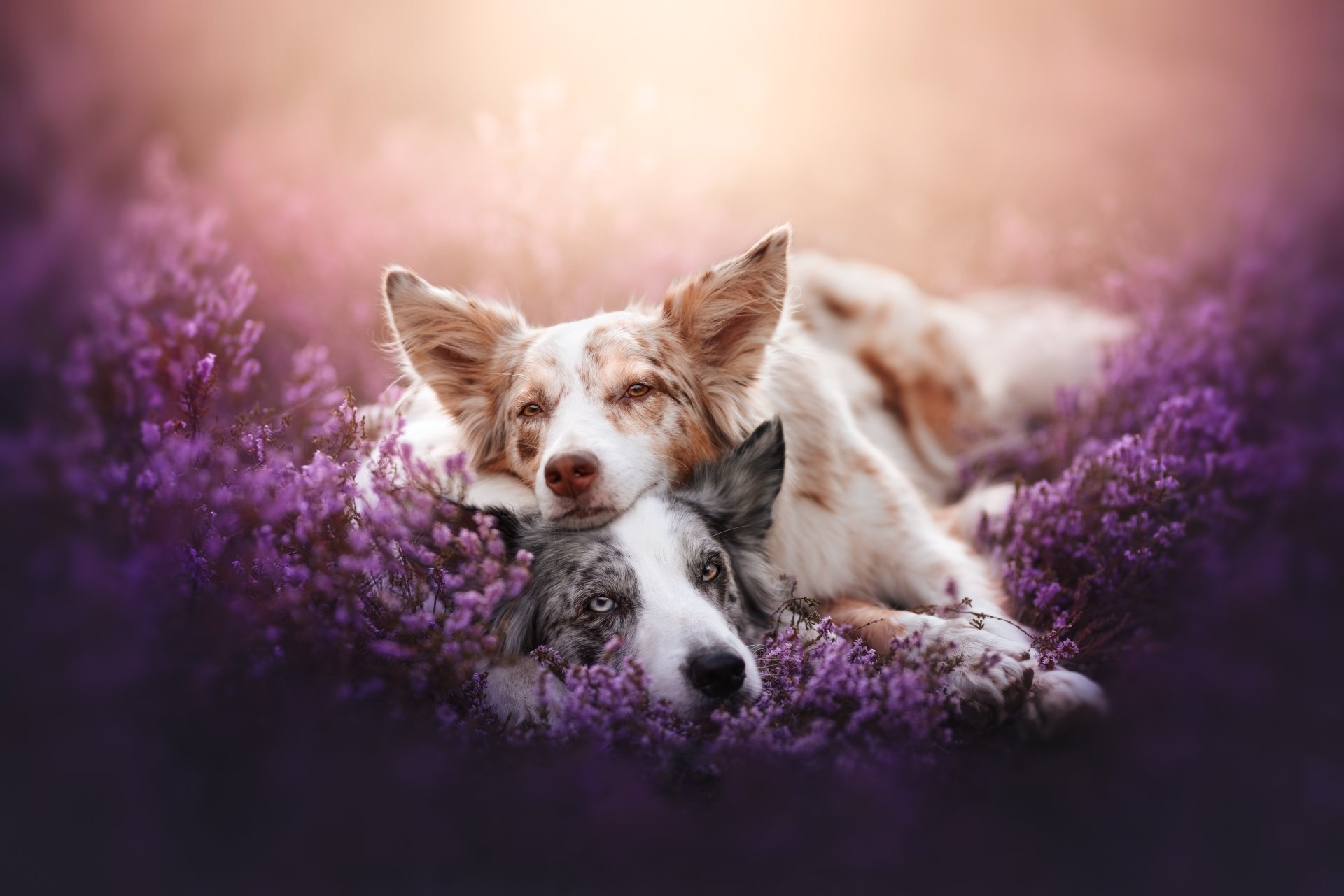 Download Animal Border Collie 8k Ultra HD Wallpaper