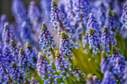 blue flower nature hyacinth HD Desktop Wallpaper | Background Image