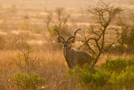 Greater kudu (kudu) animal standing in sunlit savanna brush with spiral horns — 2K Quad HD PC desktop wallpaper and background.