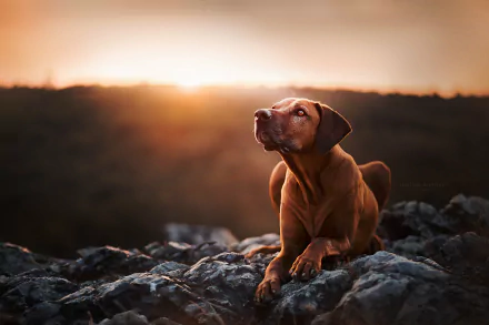 Animal Rhodesian Ridgeback HD Desktop Wallpaper | Background Image
