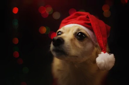 santa hat Animal dog HD Desktop Wallpaper | Background Image