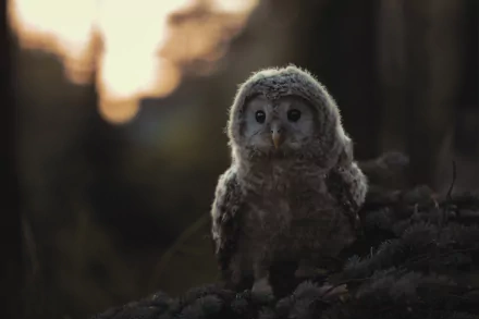 baby animal owlet Animal owl HD Desktop Wallpaper | Background Image