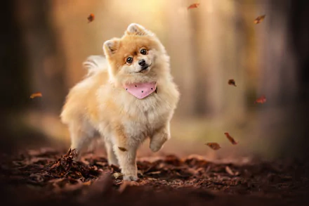 Animal spitz HD Desktop Wallpaper | Background Image