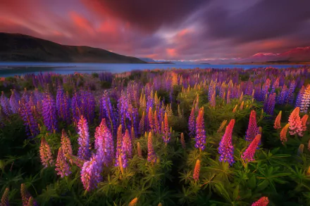 flower New Zealand nature lupine HD Desktop Wallpaper | Background Image