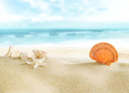 sand nature shell HD Desktop Wallpaper | Background Image